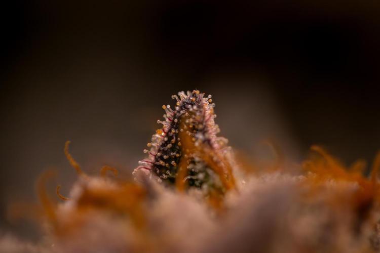 Tester 501x51 - Paradise Seeds. Week 15