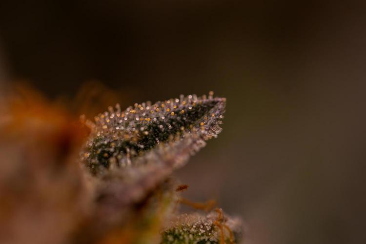 Tester 501x51 - Paradise Seeds. Week 15