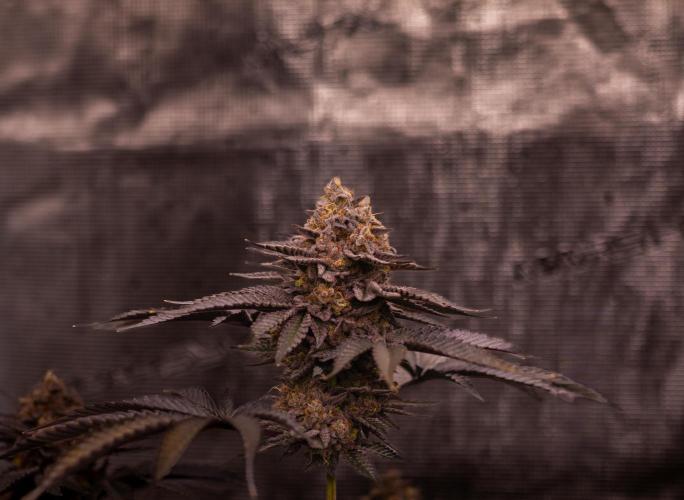 Biscotti Gelato - FastBuds. Week 15