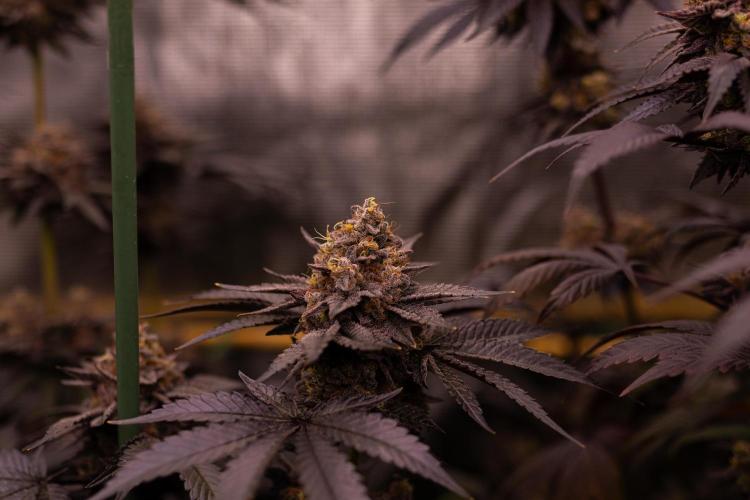 Papayton - FastBuds. Week 15