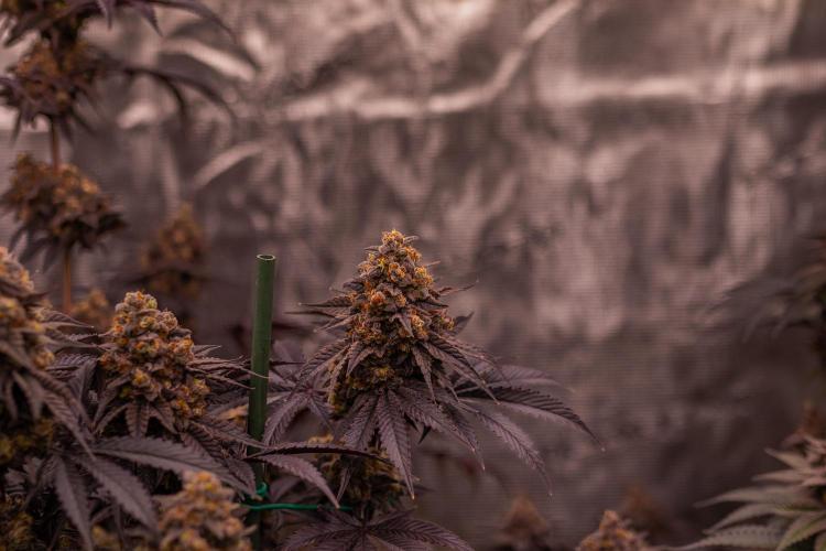 Papayton - FastBuds. Week 15