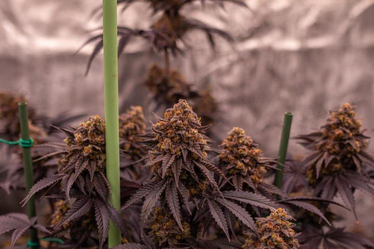 Lemon Cherry Runtz - Fast Buds. Week 15