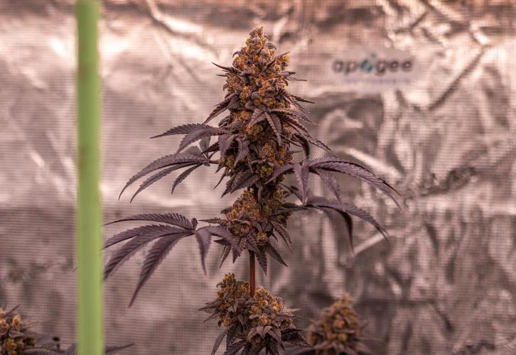 Lemon Cherry Runtz - Fast Buds. Week 15