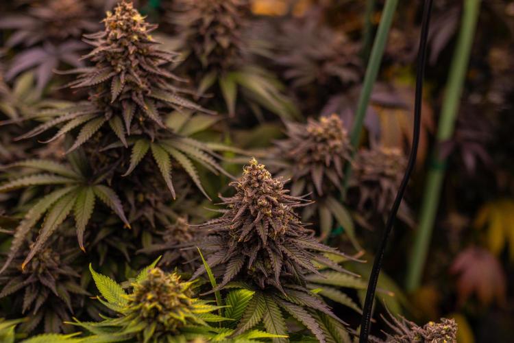 Mega Power Plant - Spliff Seeds. Week 15