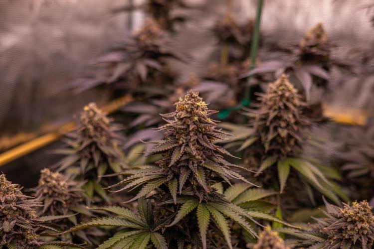 Mega Power Plant - Spliff Seeds. Week 15