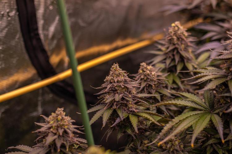 Mega Power Plant - Spliff Seeds. Week 15