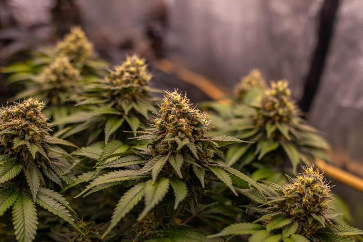 Super Skunk - Spliff Seeds. Week 15