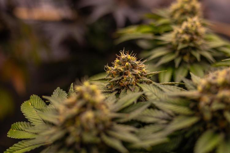 Super Skunk - Spliff Seeds. Week 15