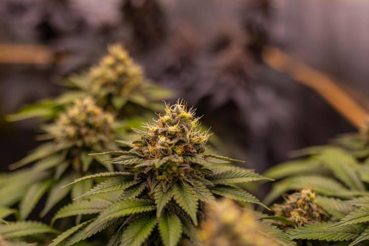 Super Skunk - Spliff Seeds. Week 15