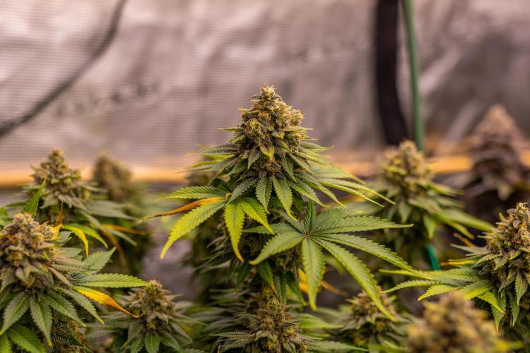 Bubblegun - Spliff Seeds. Week 15