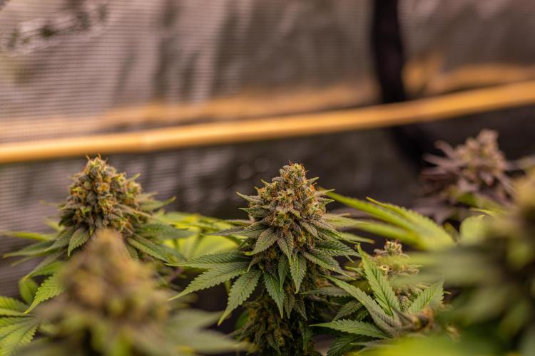 Bubblegun - Spliff Seeds. Week 15