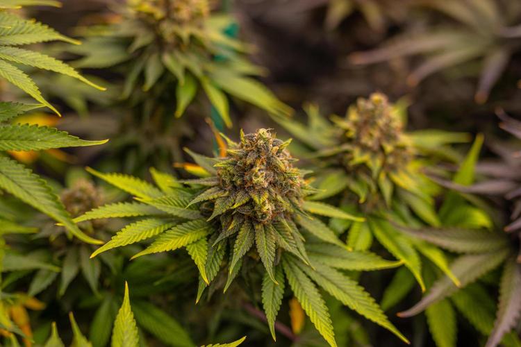 Bubblegun - Spliff Seeds. Week 15