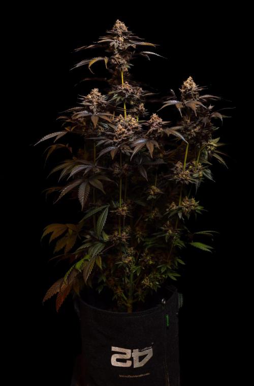 Biscotti Gelato - FastBuds. Week 16