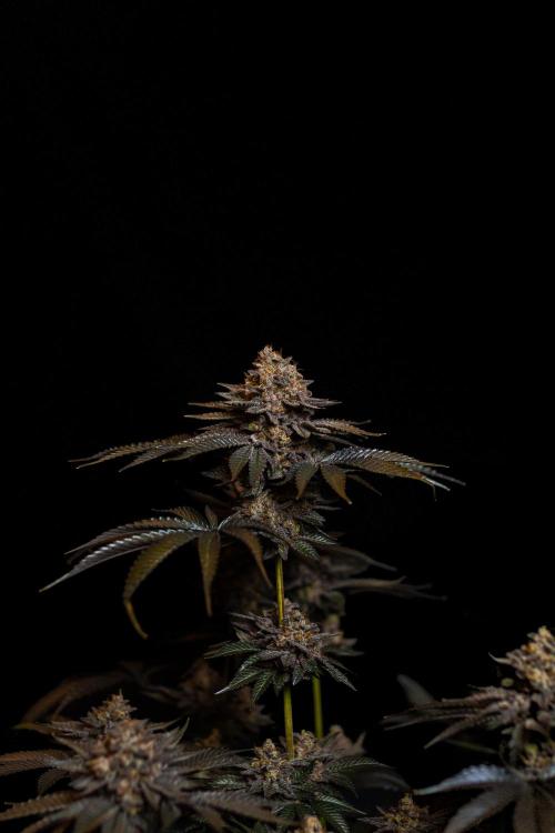 Biscotti Gelato - FastBuds. Week 16