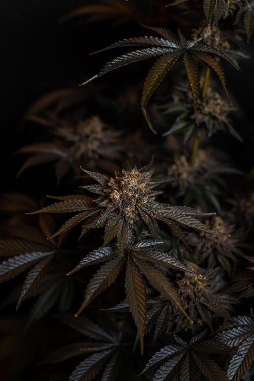 Biscotti Gelato - FastBuds. Week 16