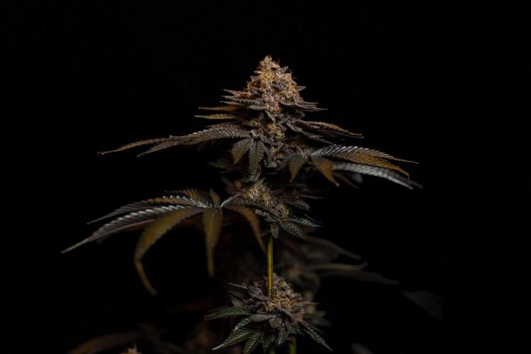 Biscotti Gelato - FastBuds. Week 16