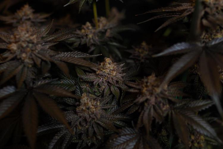 Biscotti Gelato - FastBuds. Week 16