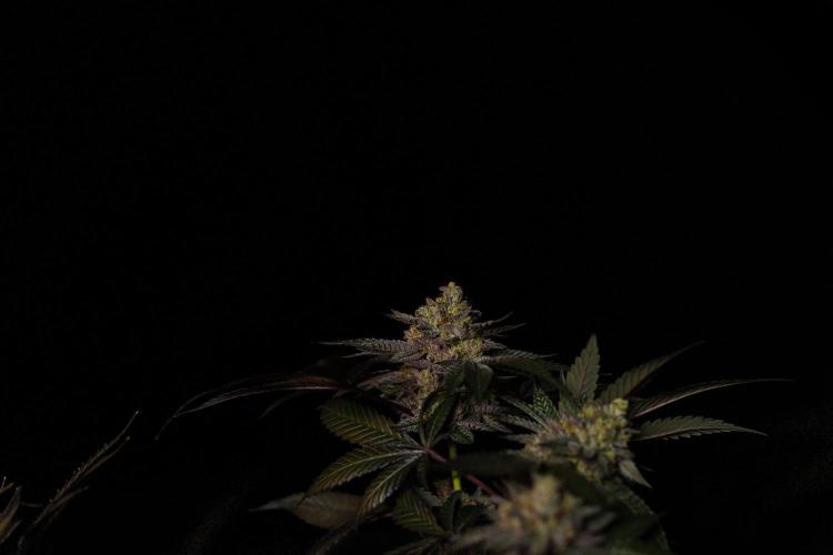 Biscotti Gelato - FastBuds. Week 16