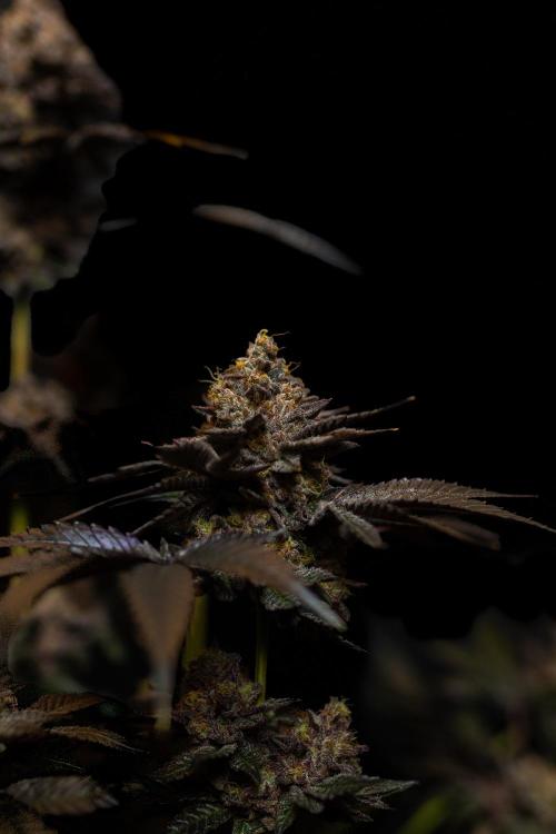 Biscotti Gelato - FastBuds. Week 16