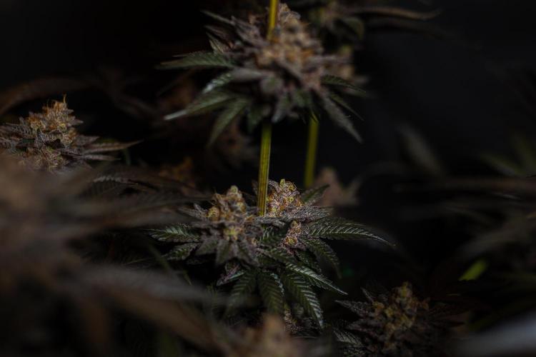 Biscotti Gelato - FastBuds. Week 16