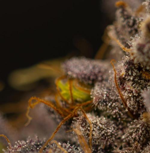 Biscotti Gelato - FastBuds. Week 16