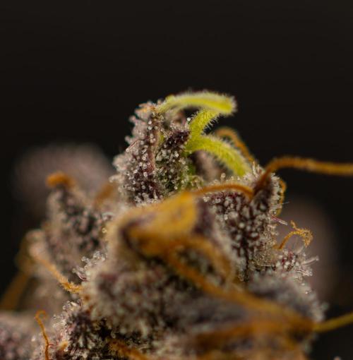 Biscotti Gelato - FastBuds. Week 16