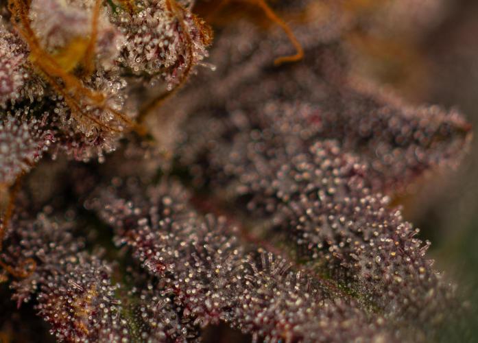 Biscotti Gelato - FastBuds. Week 16