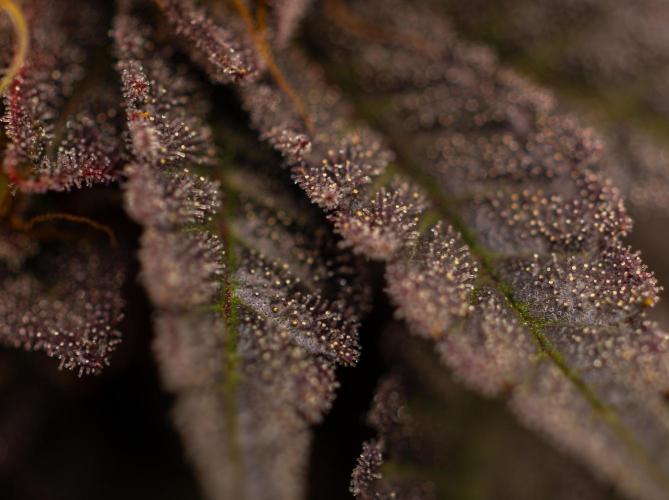 Biscotti Gelato - FastBuds. Week 16