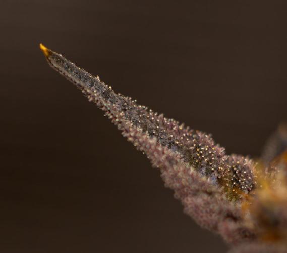 Biscotti Gelato - FastBuds. Week 16