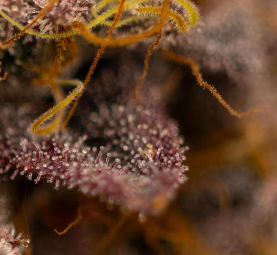 Biscotti Gelato - FastBuds. Week 16