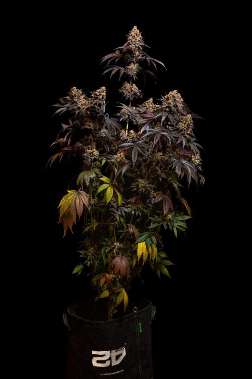 Papayton - FastBuds. Week 16