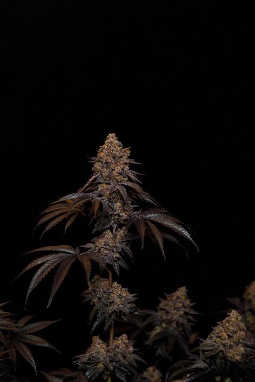 Papayton - FastBuds. Week 16