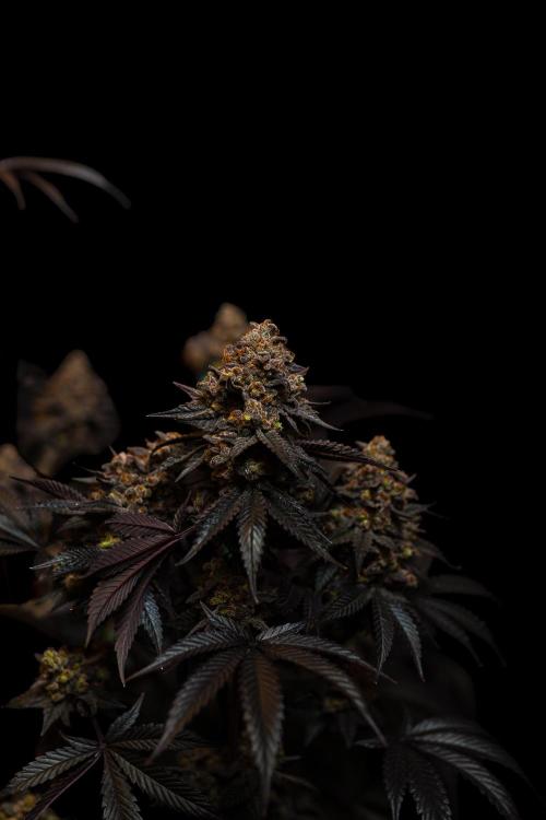 Papayton - FastBuds. Week 16