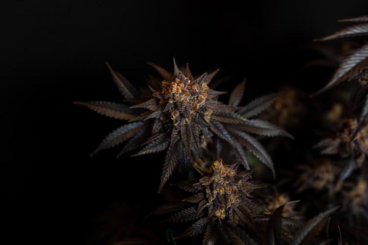 Papayton - FastBuds. Week 16