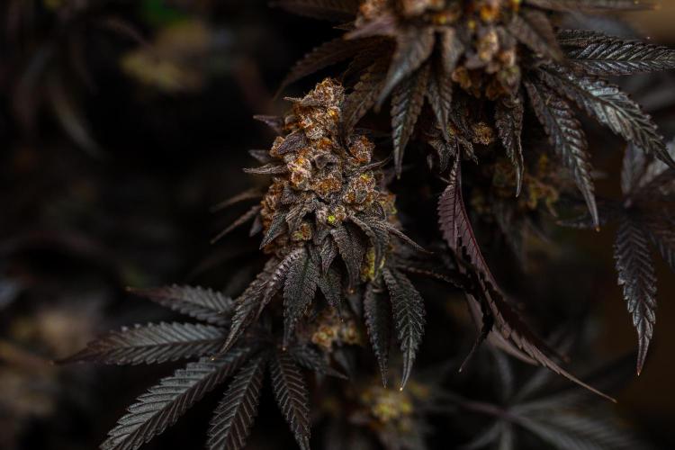 Papayton - FastBuds. Week 16