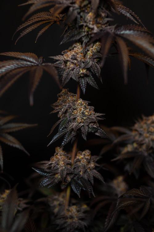 Papayton - FastBuds. Week 16