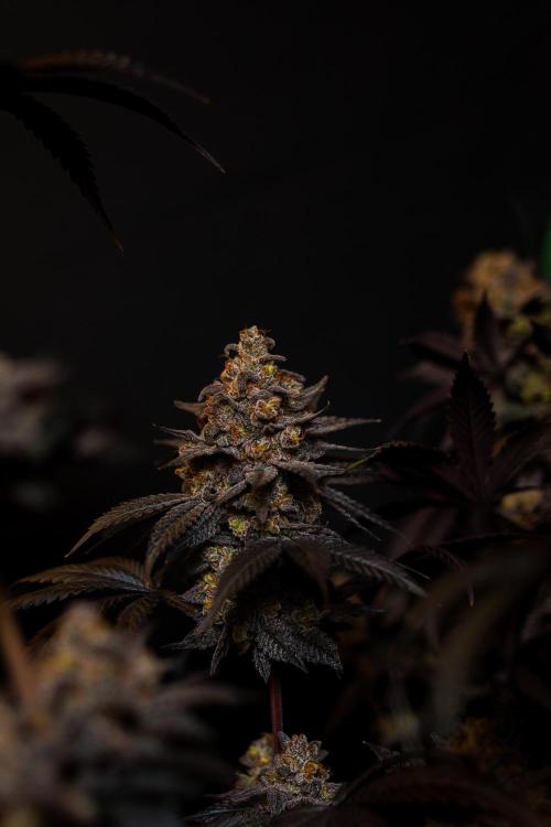 Papayton - FastBuds. Week 16