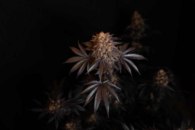 Papayton - FastBuds. Week 16