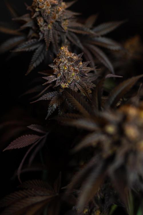 Papayton - FastBuds. Week 16