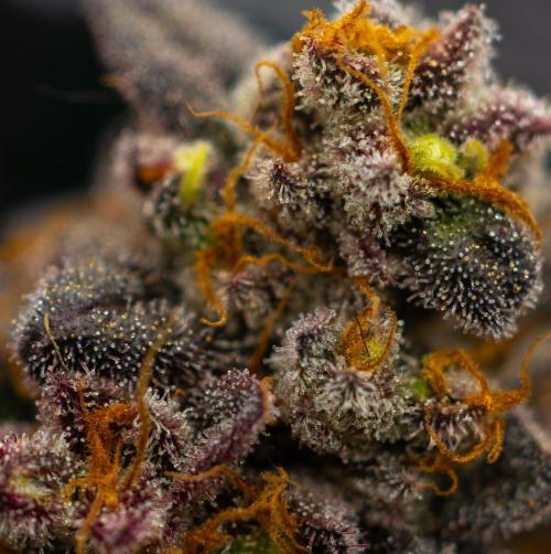 Papayton - FastBuds. Week 16