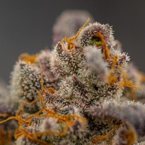 Papayton - FastBuds. Week 16