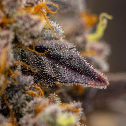 Papayton - FastBuds. Week 16