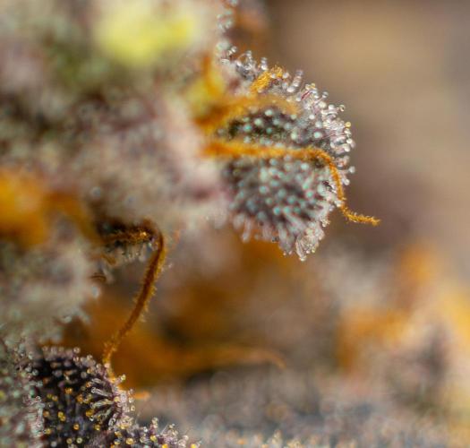 Papayton - FastBuds. Week 16