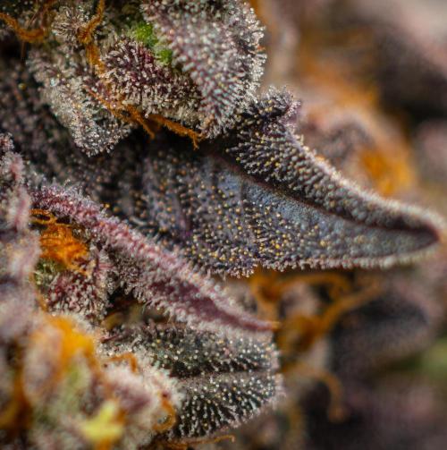 Papayton - FastBuds. Week 16