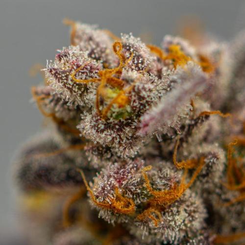 Papayton - FastBuds. Week 16