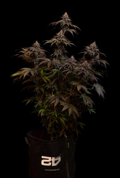 Lemon Cherry Runtz - Fast Buds. Week 16