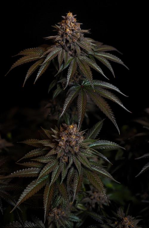 Lemon Cherry Runtz - Fast Buds. Week 16