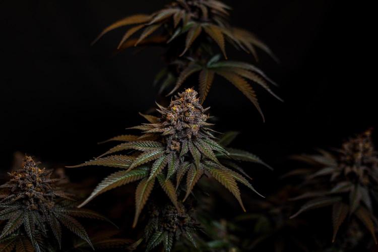 Lemon Cherry Runtz - Fast Buds. Week 16