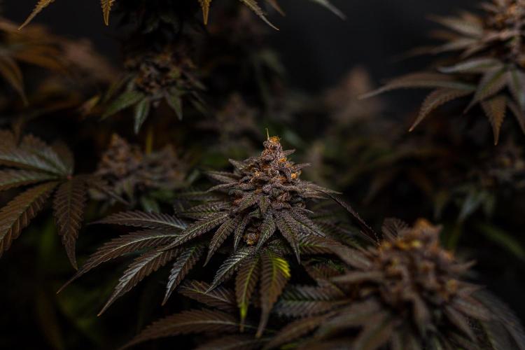 Lemon Cherry Runtz - Fast Buds. Week 16