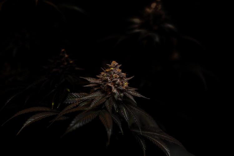 Lemon Cherry Runtz - Fast Buds. Week 16